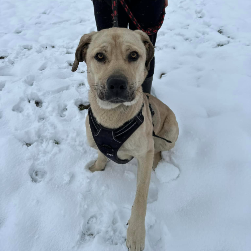 Psy ze schroniska do adopcji Snow