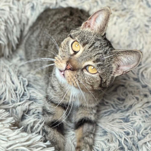 Koty ze schroniska do adopcji Merida