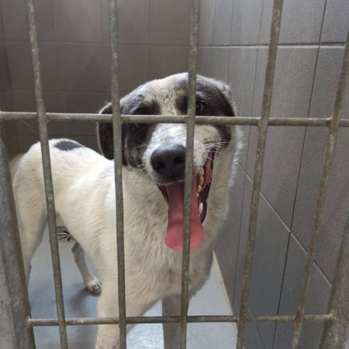 Tukkie-odebrany przez wł.