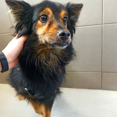 Parys - odebrany przez wł