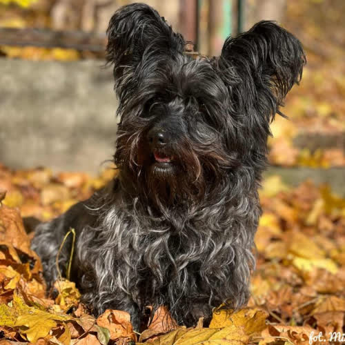 Psy ze schroniska do adopcji Lucy