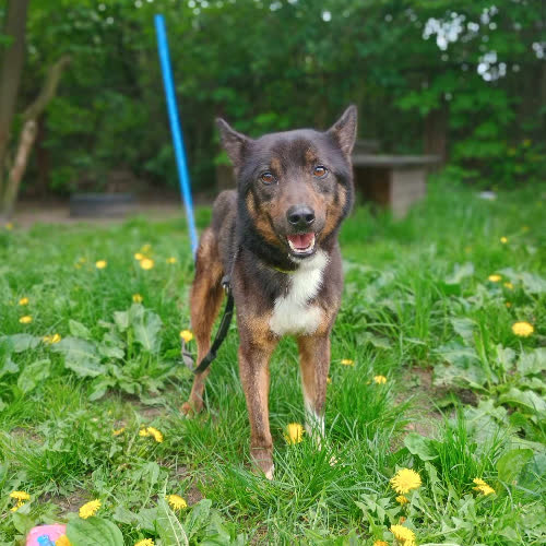 Psy ze schroniska do adopcji Kostek