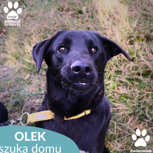 Psy ze schroniska do adopcji Olek