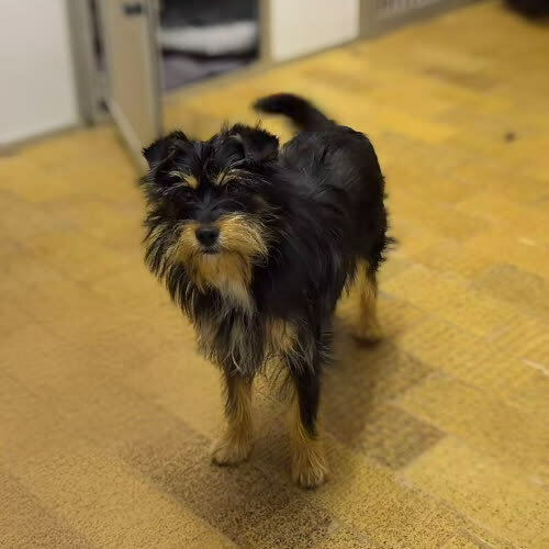 Hugo 