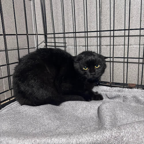 Koty ze schroniska do adopcji A125