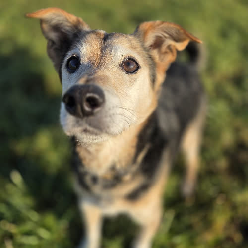 Psy ze schroniska do adopcji Fargo