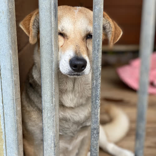 Psy ze schroniska do adopcji Basia