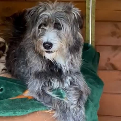 Psy ze schroniska do adopcji Melania