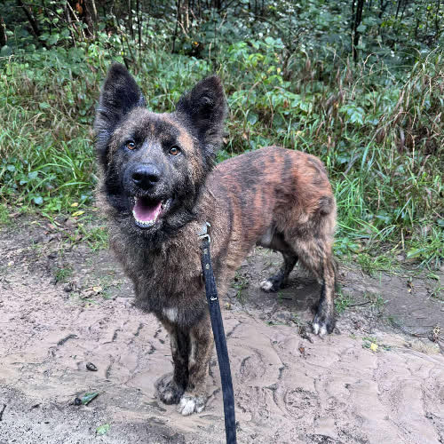 Psy ze schroniska do adopcji Tajger