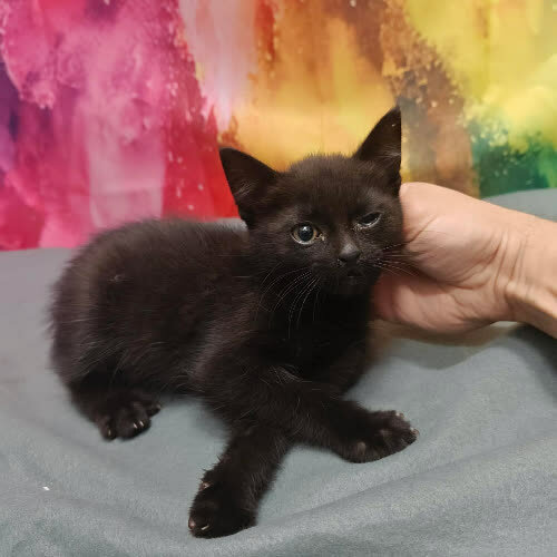 Koty ze schroniska do adopcji Niko