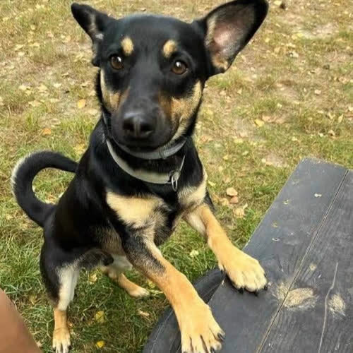 Psy ze schroniska do adopcji Olaf