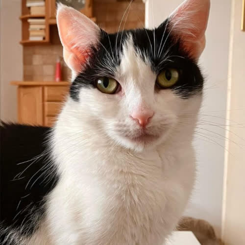 Koty ze schroniska do adopcji Baronessa