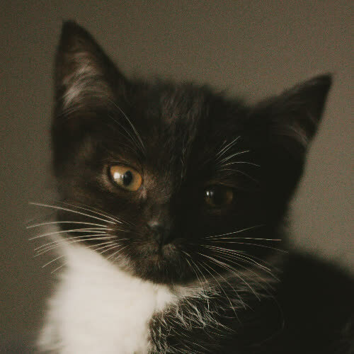 Koty ze schroniska do adopcji Czarnuszka