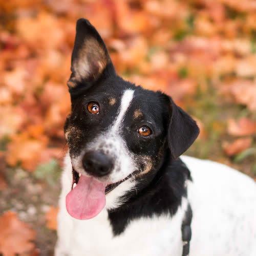 Psy ze schroniska do adopcji Sila