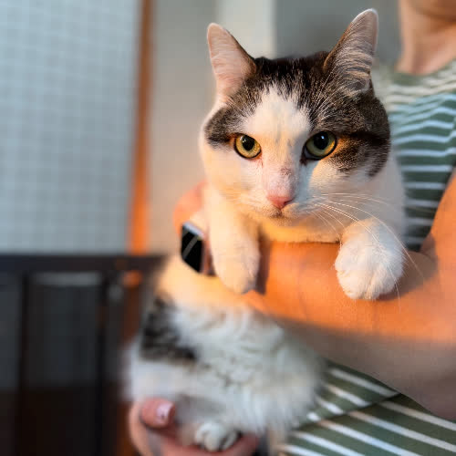 Koty ze schroniska do adopcji Szaruś