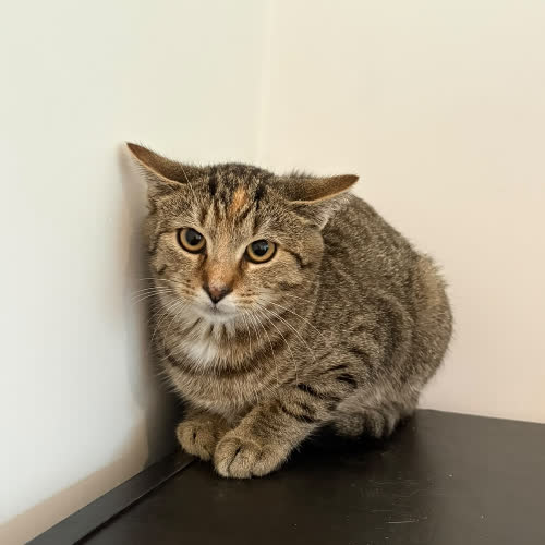 Koty ze schroniska do adopcji Lukier