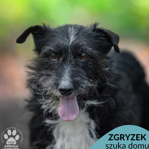 Zgryzek