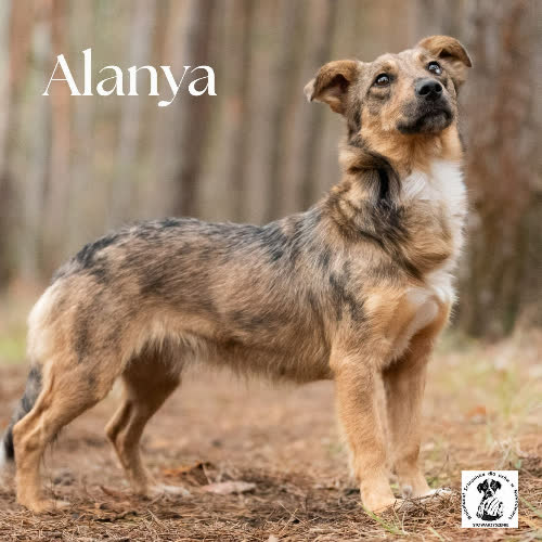 Psy ze schroniska do adopcji Alanya