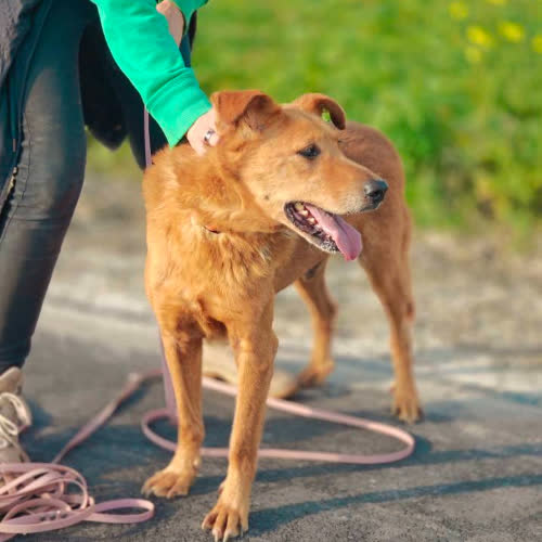 Psy ze schroniska do adopcji Franklin