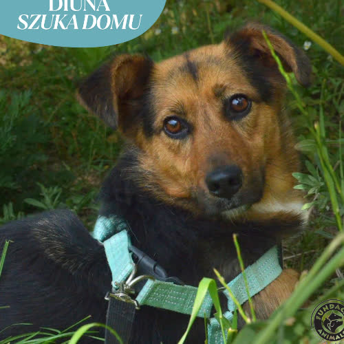 Psy ze schroniska do adopcji DIUNA