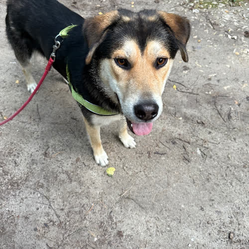 Psy ze schroniska do adopcji Miko