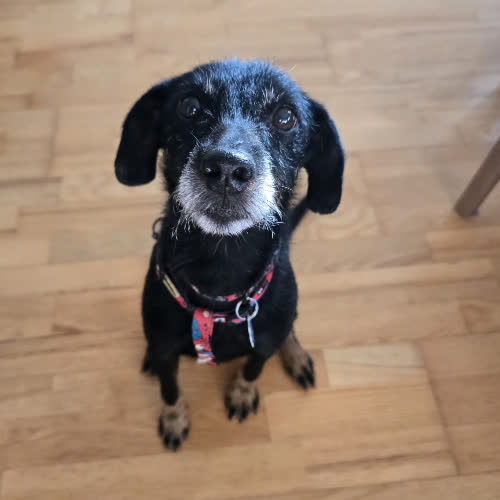 Psy ze schroniska do adopcji Tosia