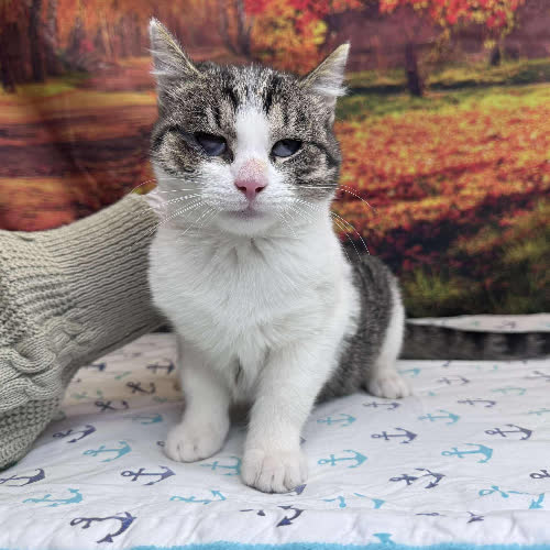 Koty ze schroniska do adopcji Salomon