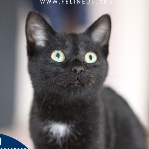 Koty ze schroniska do adopcji Boluś