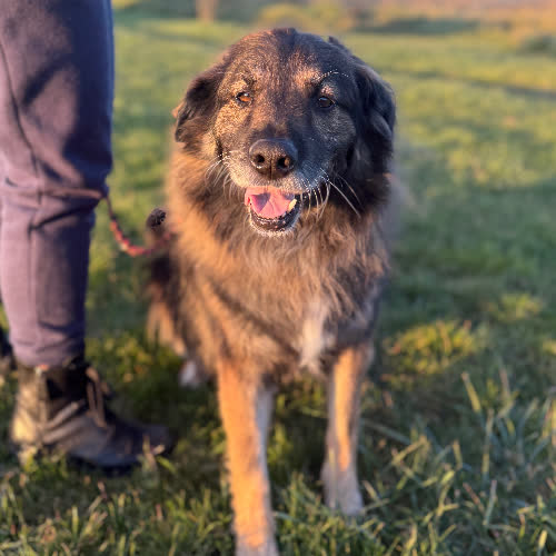 Psy ze schroniska do adopcji Watek