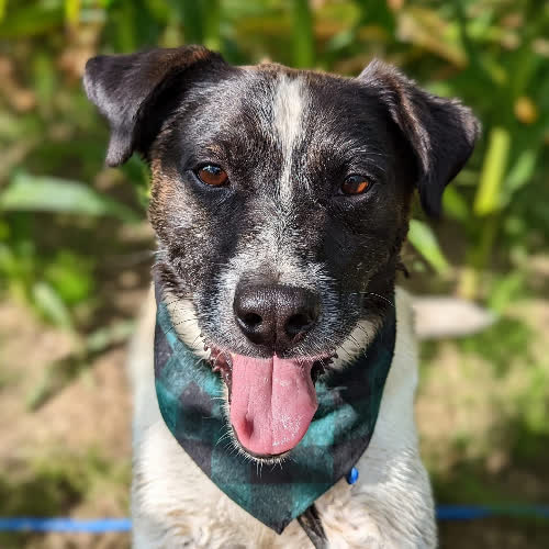 Psy ze schroniska do adopcji Axel