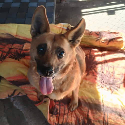 Psy ze schroniska do adopcji WASYL