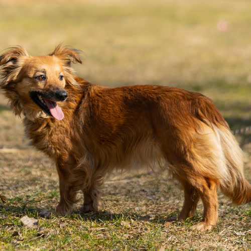 Psy ze schroniska do adopcji Klara 