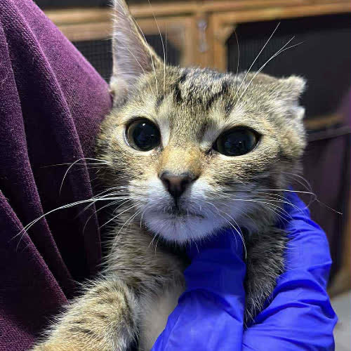 Koty ze schroniska do adopcji Brokuł