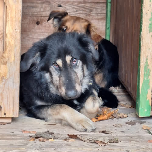 Psy ze schroniska do adopcji Diana
