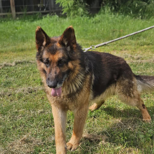 Psy ze schroniska do adopcji Gadula owczarek