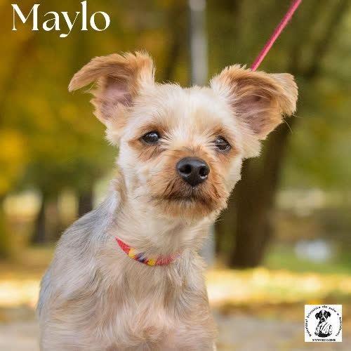 Psy ze schroniska do adopcji Maylo