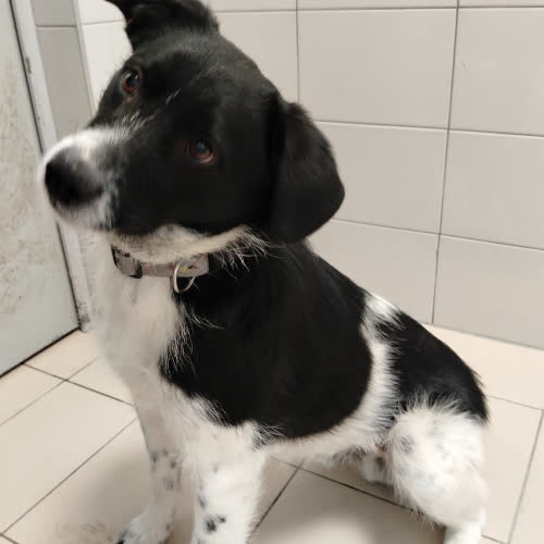 Psy ze schroniska do adopcji REMIK