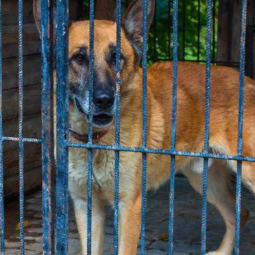 Psy ze schroniska do adopcji Dżeki