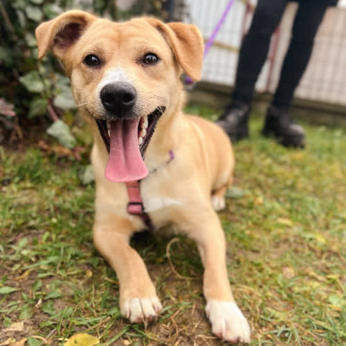 Psy ze schroniska do adopcji Marvel