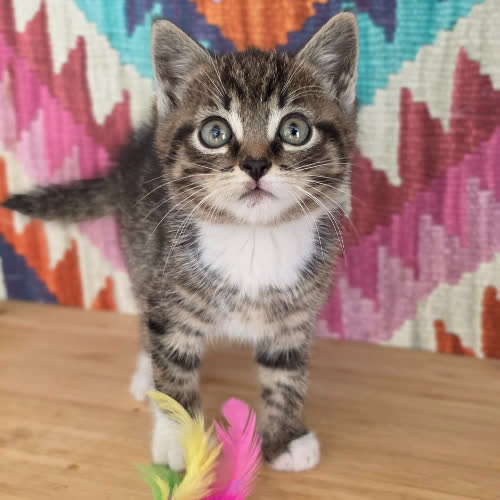 Koty ze schroniska do adopcji Skolim