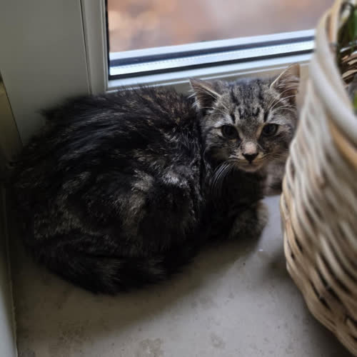 Koty ze schroniska do adopcji Kasztan