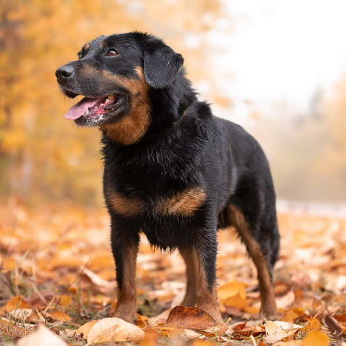 Psy ze schroniska do adopcji Aktywny MADOX 
