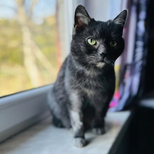 Koty ze schroniska do adopcji Szu