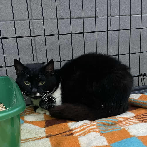 Koty ze schroniska do adopcji A123