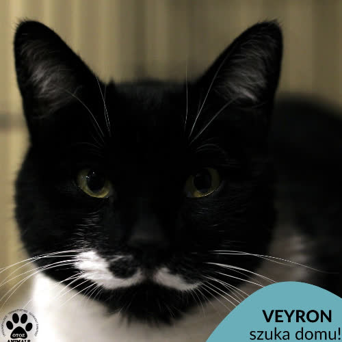 Koty ze schroniska do adopcji Veyron