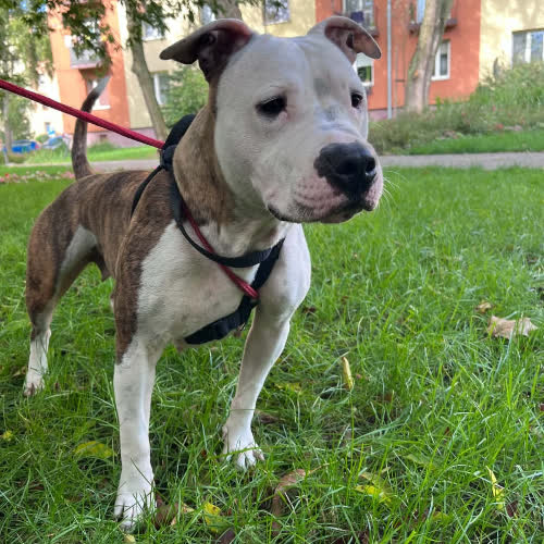 Psy ze schroniska do adopcji 