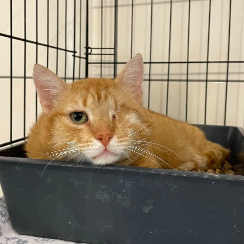 Koty ze schroniska do adopcji Jacek (B16)