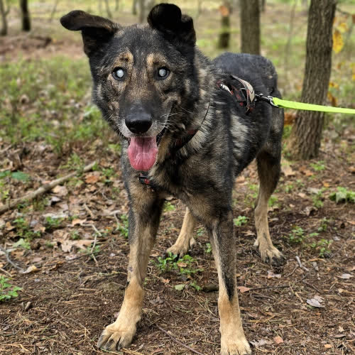 Psy ze schroniska do adopcji Bruno