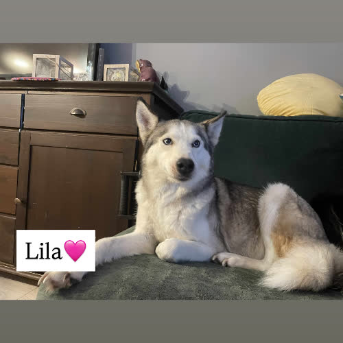 Lila