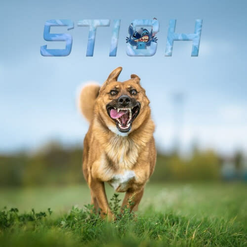 Psy ze schroniska do adopcji Stich